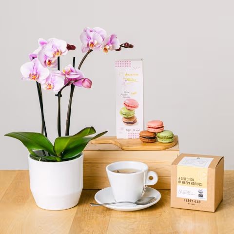 Floraqueen Mini Orchid and Tea